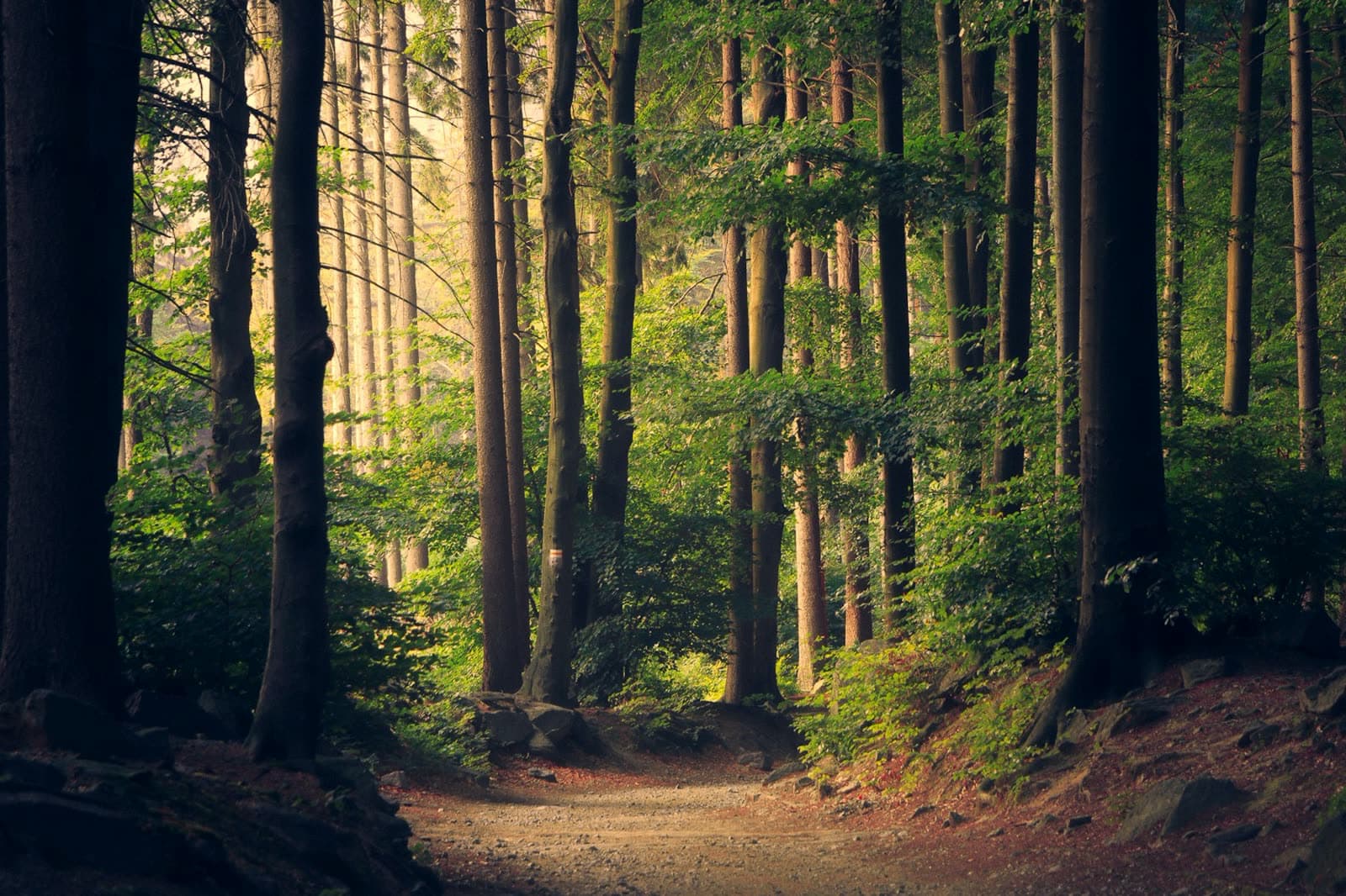 A path through green trees